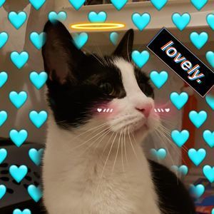 Meet your Posher, Irandel